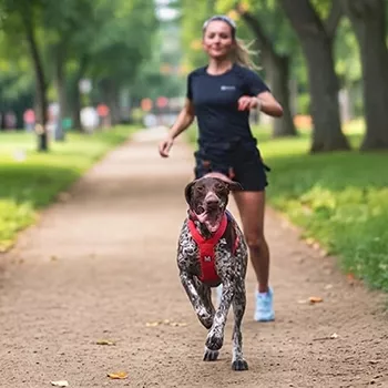 Non-stop dogwear kutyafelszerelés