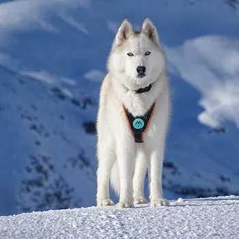 Musher kutyafelszerelés