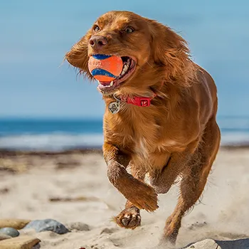 Chuckit! labdadobók és kutyajátékok
