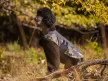 Musher Pawtrail Wind szélkabát kutyáknak