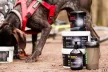 MAMUT Recovery Drink 40g