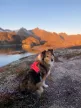 Non-stop Ramble hám
