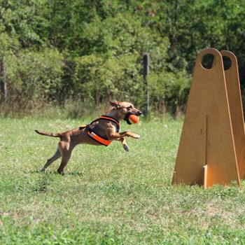 Flyball