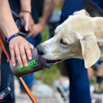 Táplálék kiegészítők kutyáknak
