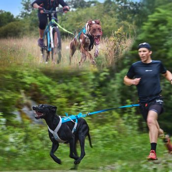 Canicross, bikejöring szezON