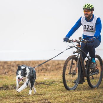 Bikejöring, Dogscooter