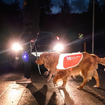 Láthatósági ruhák kutyáknak