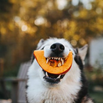 Immunerő minden falatban