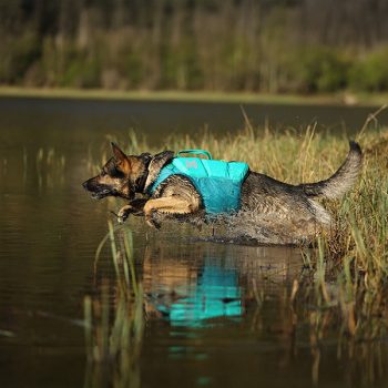 Vízi sport kutyával