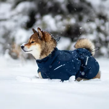 Téli kutyakabátok és pulcsik