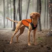 EzyDog Thermax kutyamellény