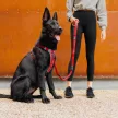 EzyDog X-link hám