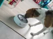 FREEDOG Fröccsenésgátló itatótál kutyáknak