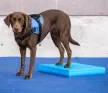 FitPAWS Balance Pad 38 x 46 x 5 cm - egyensúly párna