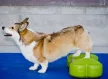 FitPAWS K9FITbone 58 x 29 x 10 cm