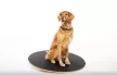 FitPAWS Wobble Board 90 cm - egyensúly fejlesztő eszköz