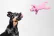 Gloria plüss kutya játék - Dogmonster tölthető malac