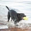 KONG Airdog Squeaker rögbilabda S