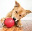 KONG Biscuit Ball L