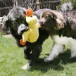 KONG Comfort Jumbo Duck - lila kacsa plüssjáték