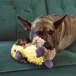KONG Comfort Tykes - Kacsa plüss játék