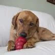 KONG Easy Treat Liver - májas jutalomfalat kutyáknak