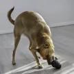 KONG Extreme S játék