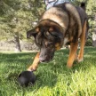 KONG Extreme labda (S)