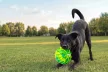 KONG Flexball Sports ball XL