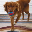 KONG Jaxx Brights Ball M