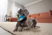 Kong Maxx Shark - cápa alakú játék