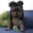 Kong Maxx Turtle - teknős alakú játék