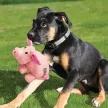 KONG Phatz Pig S - malac plüssjáték