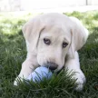 KONG Puppy L