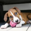 KONG Puppy Activity S