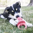 KONG Puppy Binkie M cumi formájú rágójáték