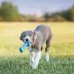 KONG Puppy Goodie Bone S csont alakú rágójáték