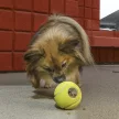 KONG Rewards Tennis - jutalmazó játék