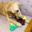 KONG Shakers Bobz Duck