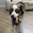 KONG Snuzzles Mini Vidra