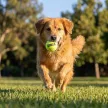 KONG Airdog Squeaker Ball L teniszlabda