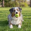 KONG Airdog Squeaker Ball M teniszlabda