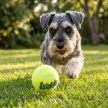 KONG Airdog Squeaker Ball S teniszlabda (3db-s csomag)