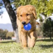 KONG Squeezz Goomz Ball XL labda