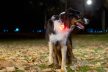 Loype LumiDog nyakörvre csatolható lámpa