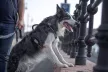Musher Freespirit hám