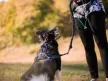 Musher Freespirit hám