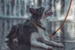 Musher Takotna félfojto nyakörv