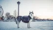 Non-Stop Amundsen kutyahátizsák