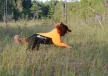 Non-stop Protector ruha - kan kutyáknak
